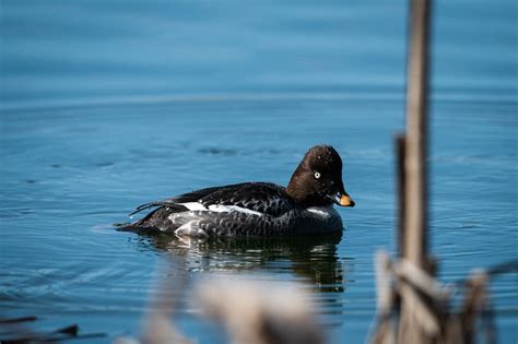 Telkkä (Bucephala clangula)